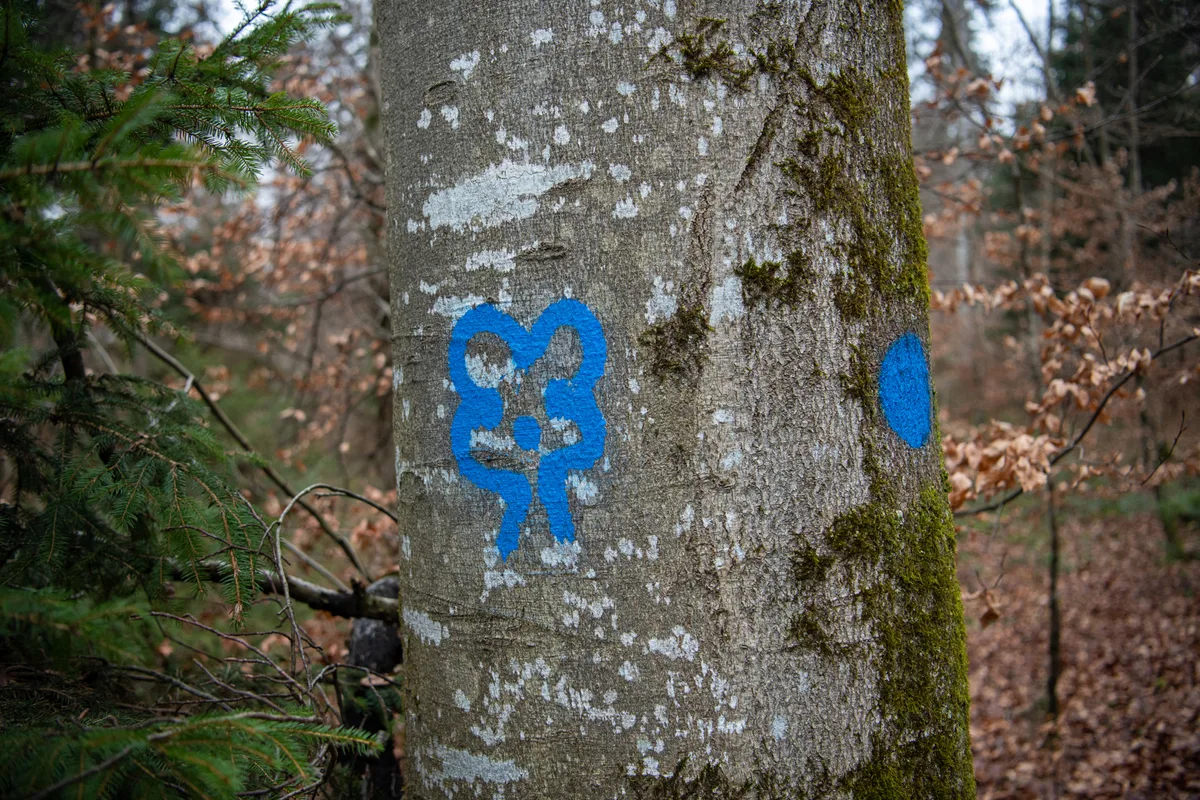 Stadtfoerster Benjamin Kistner und die Biotopbaeume